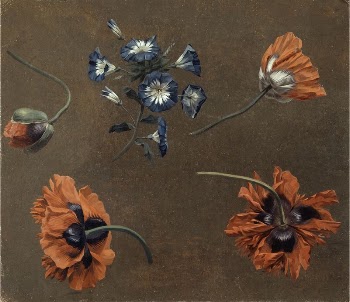 Poppies and Tradascanthus | Free Photo - rawpixel