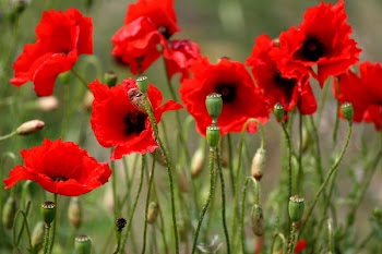 poppies.jpg