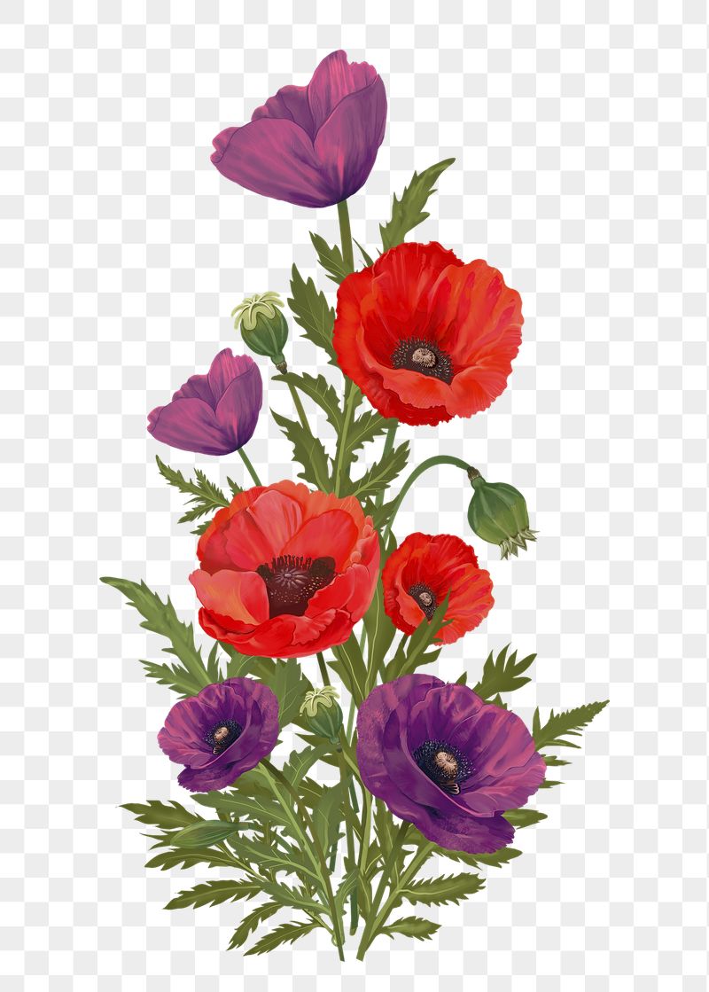 Poppies png flower sticker, transparent | Free PNG - rawpixel