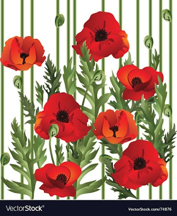 Poppies vector image