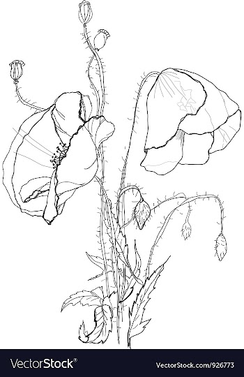 Poppies vector image