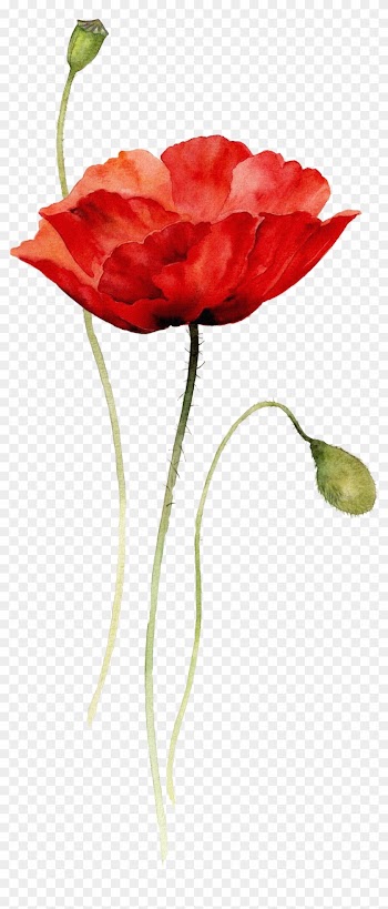 Poppies Watercolor Painting Paper Drawing - Poppy Flower Watercolor Tattoo