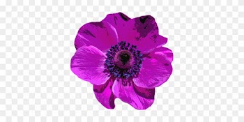 Poppy Blossom Bloom Flower Purple Nature C - Poppy