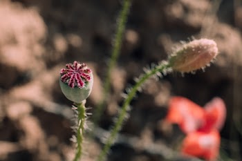 Poppy bud closeup