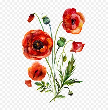 Poppy Clip art Portable Network Graphics Illustration stock.xchng - flower bud 