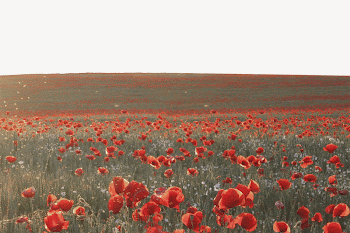 Poppy field border collage element, | Free PSD - rawpixel