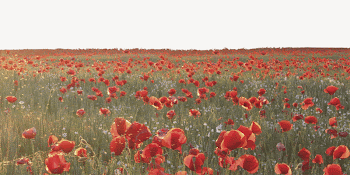 Poppy field border collage element, | Free PSD - rawpixel