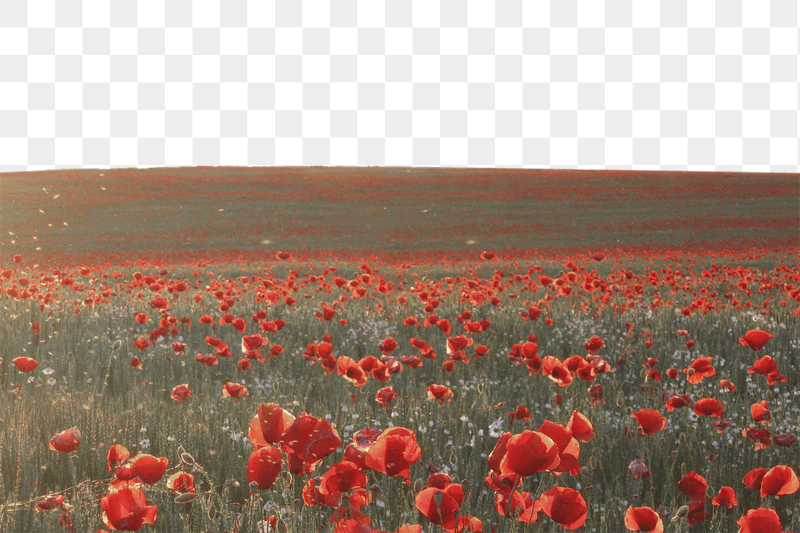 Poppy field png border sticker, | Free PNG - rawpixel