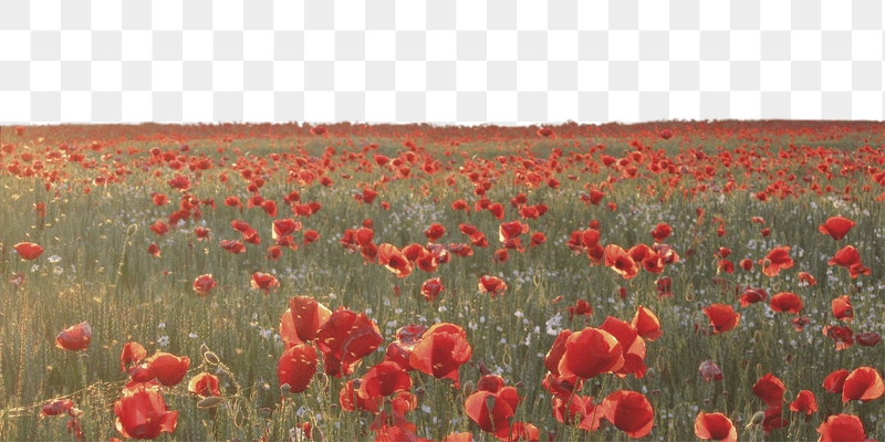 Poppy field png border sticker, | Free PNG - rawpixel