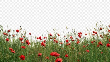 Poppy field png sticker border | Free PNG - rawpixel