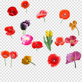Poppy Flower bouquet Tulip, Tulip flowers transparent background PNG clipart