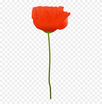 Poppy Flower Clip Art - Free Picture Of A Poppy Flower