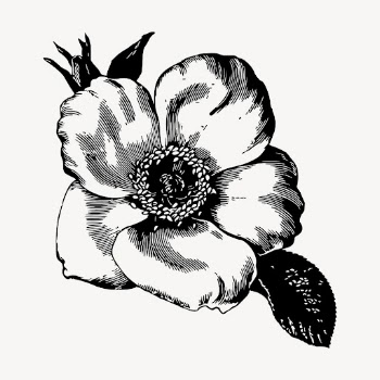 Poppy flower clipart, vintage botanical | Free Vector - rawpixel