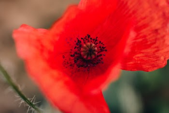 Poppy flower closeup