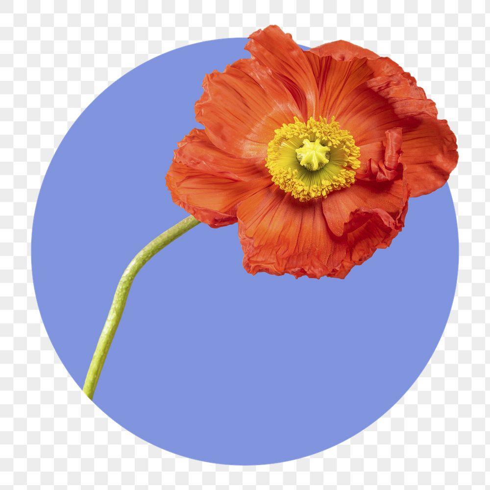 Poppy flower png badge sticker, | Free PNG - rawpixel