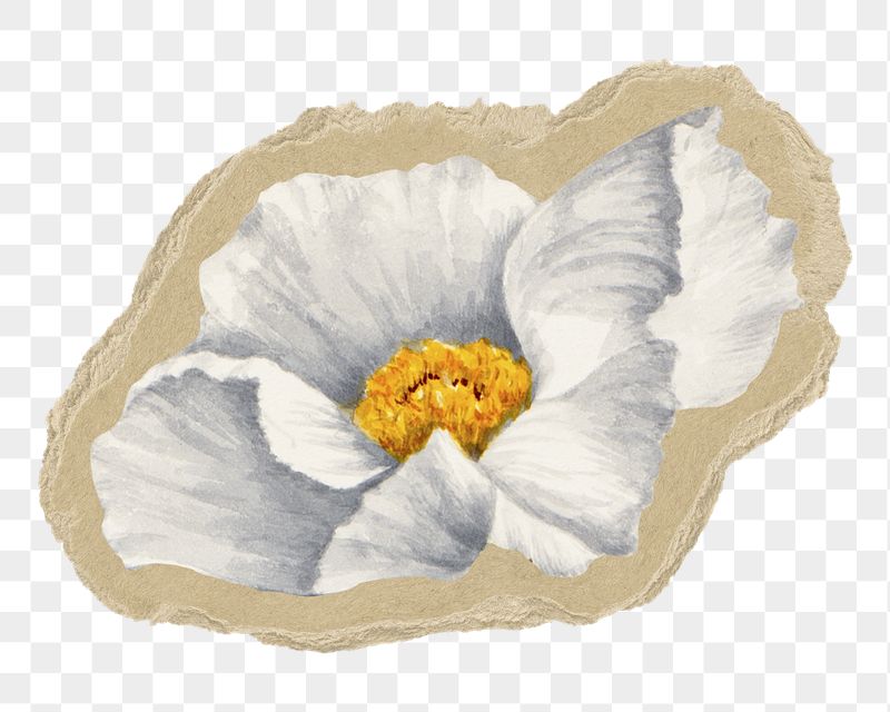 Poppy flower png sticker, torn | Free PNG - rawpixel