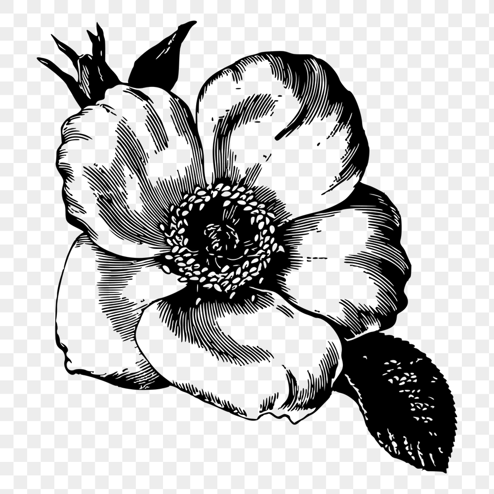 Poppy flower png sticker, vintage | Free PNG - rawpixel