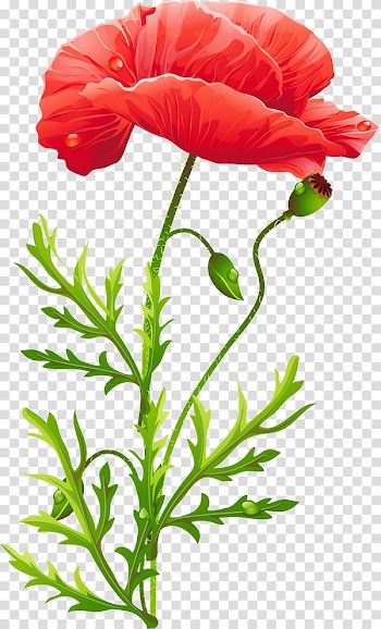 Poppy Flower, poppies transparent background PNG clipart