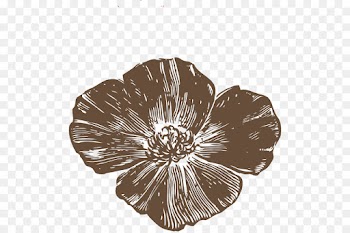 Poppy, Flower, Rose, Petal PNG