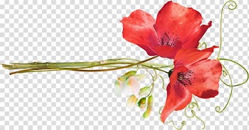 Poppy Flower , watercolor flowers transparent background PNG clipart