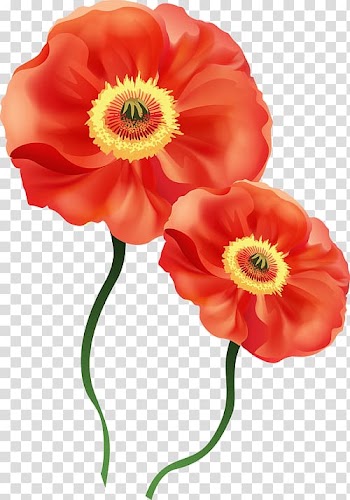Poppy Flower Watercolor painting , flower transparent background PNG clipart