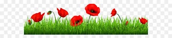 Poppy Flowers Common poppy Armistice Day Clip art - Grass with Beautiful Poppies PNG Clipart 