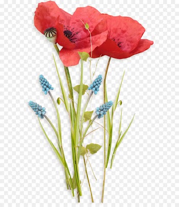 Poppy Flowers - Flowers 