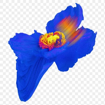 Poppy PNG flower sticker, blue trippy… | Free stock illustration | High Resolution graphic