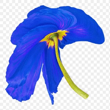 Poppy PNG flower sticker, blue trippy… | Free stock illustration | High Resolution graphic