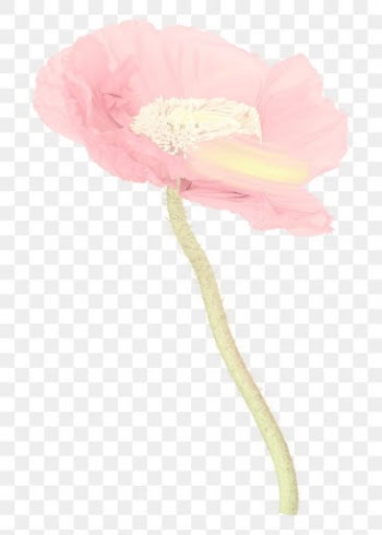 Poppy PNG flower sticker, pastel pink trippy… | Free stock illustration | High Resolution graphic