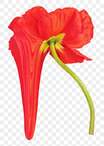Poppy PNG flower sticker, red trippy… | Free stock illustration | High Resolution graphic