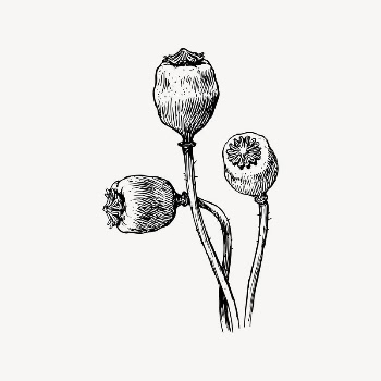 Poppy pods clipart, vintage illustration | Free Vector Illustration - rawpixel