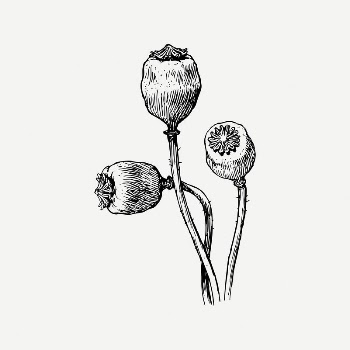 Poppy pods collage element, black | Free PSD Illustration - rawpixel