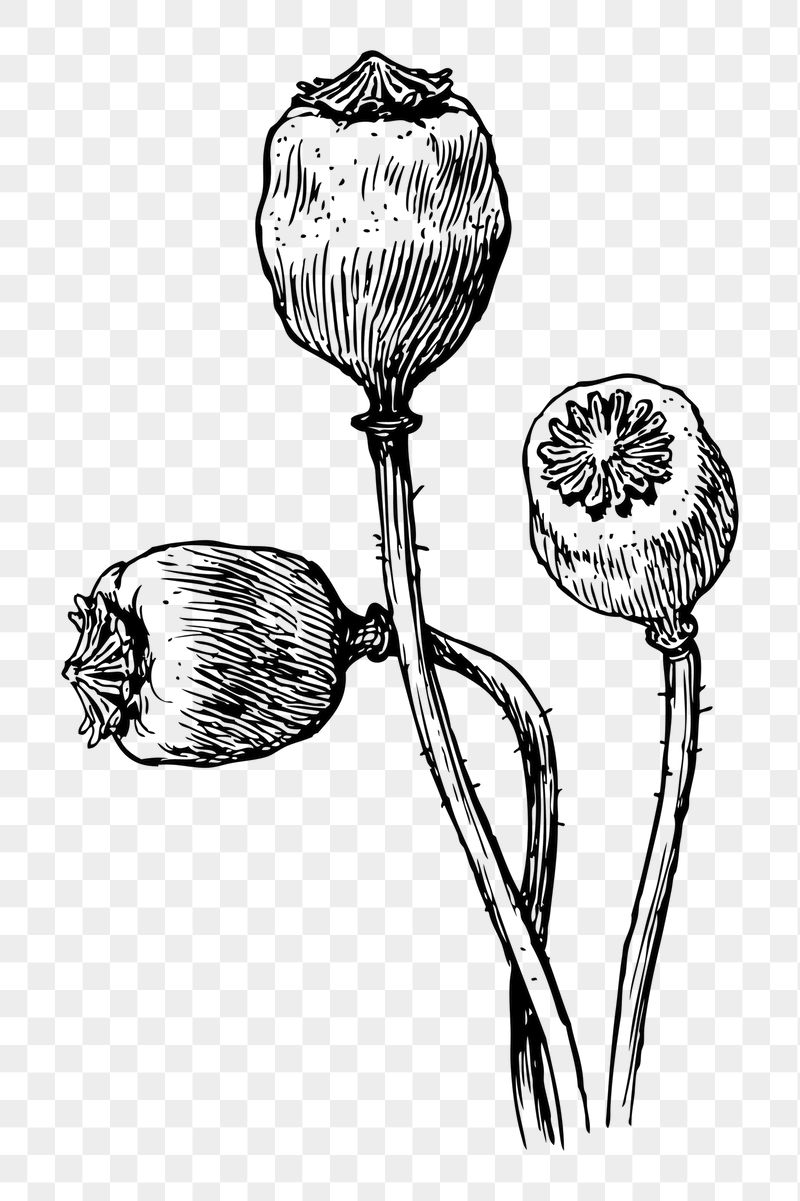 Poppy pods png sticker illustration, | Free PNG - rawpixel