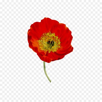 Poppy Portable Network Graphics Clip art Image Illustration -  