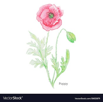 Poppy water color vector image