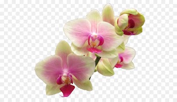 Popular Orchids Flower Easter lily Clip art - plumeria 