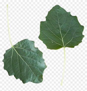 Populus Alba Leaf Front Side - Populus Leaf