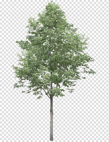 Populus alba Tree Oak , tree watercolor transparent background PNG clipart