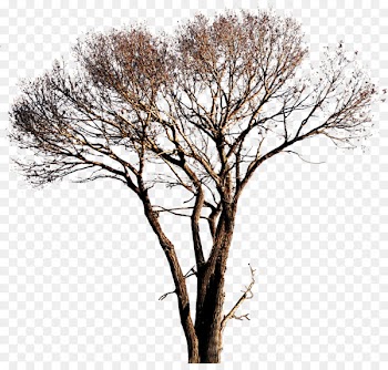 Populus alba Tree - Png Tree Vector 
