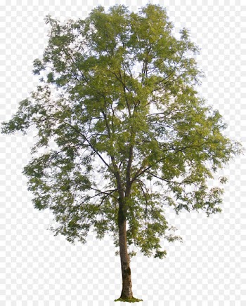 Populus nigra American sycamore Tree Populus sect. Aigeiros - tree plan 