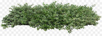 Populus nigra Plant Shrub Tree Architecture - bushes 