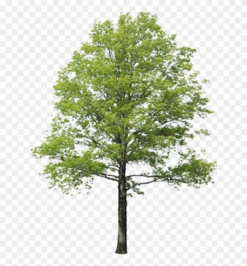 Populus Nigra Árbol De La Representación Del Paisaje - Arbol Png