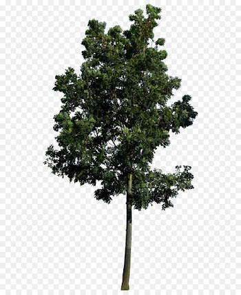 Populus nigra Tree Landscape architecture Landscaping - Best Free Tree Png Image 