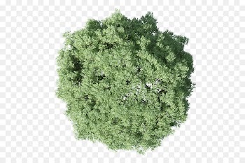 Populus nigra Tree Plan - tree plan 