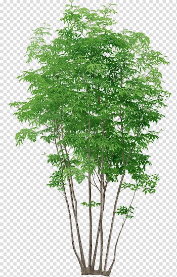 Populus nigra Tree Plant, watercolor tree transparent background PNG clipart