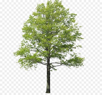 Populus nigra Tree Rendering Landscape - arbol 