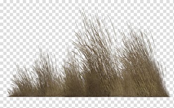 Populus nigra Tree Shrub , vegetation transparent background PNG clipart