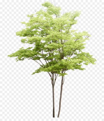 Populus nigra Tree Watercolor painting Landscape architecture - Trees pattern 