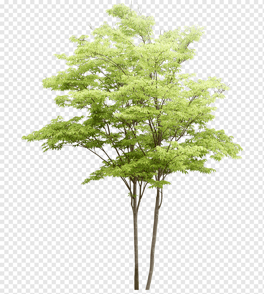 Populus nigra Tree Watercolor painting Landscape architecture, Trees pattern, green leafed tree illustration, leaf, tree Branch, landscape png